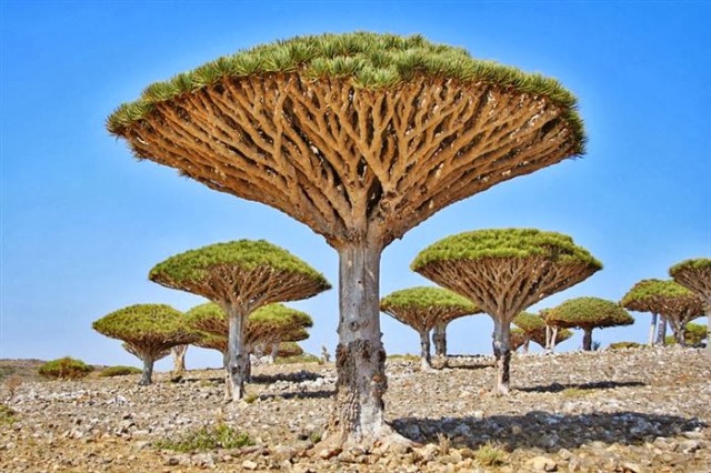 arbre au sang